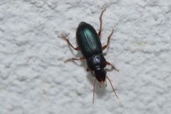 Ophonus laticollis