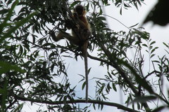 Trachypithecus pileatus