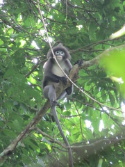 Trachypithecus phayrei