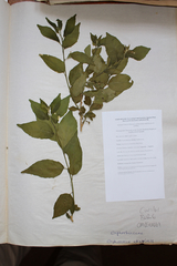 Solanum chenopodioides