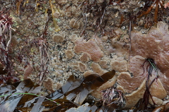 Eudistoma psammion