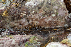 Eudistoma psammion