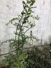 Citrus hystrix
