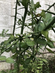 Citrus hystrix