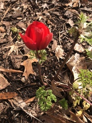Anemone coronaria
