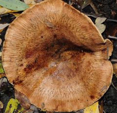 Paxillus rubicundulus