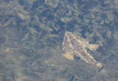 Ogcocephalus cubifrons