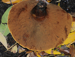 Paxillus rubicundulus