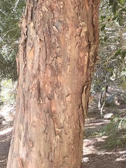 Afrocarpus falcatus