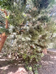 Afrocarpus falcatus