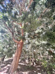 Afrocarpus falcatus