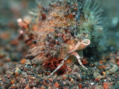 Tonnoidea