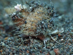 Tonnoidea
