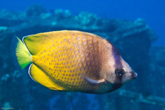 Chaetodon kleinii