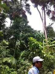 Livistona chinensis
