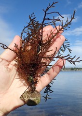 Gongolaria barbata