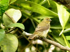 Sporophila nigricollis