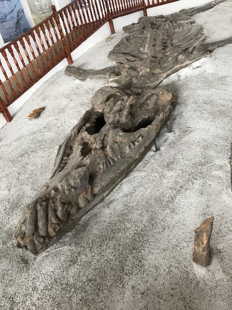 Kronosaurus
