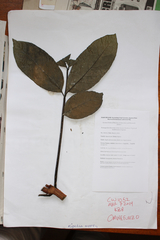 Kigelia africana