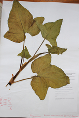 Rumex usambarensis