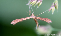 Stenoptilia bipunctidactyla