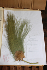 Cyperus papyrus