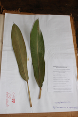 Aframomum angustifolium