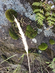 Tenaxia disticha