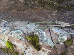 Tenaxia disticha