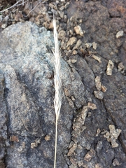 Tenaxia disticha