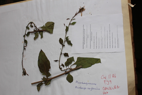 wild leadwort