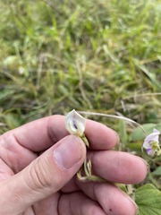 Calopogonium mucunoides