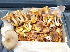 Cantharellus lewisii