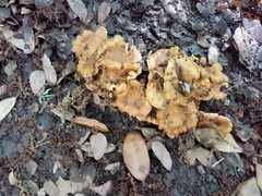 Cantharellus lewisii