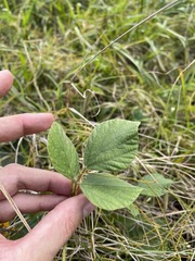 Calopogonium mucunoides