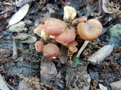 Cantharellus lewisii