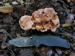 Cantharellus lewisii