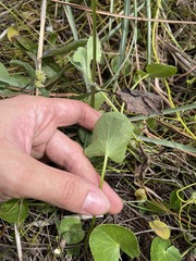 Centella asiatica