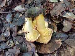 Cantharellus lewisii