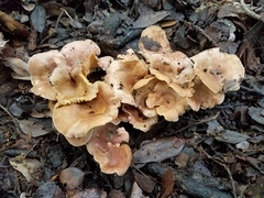 Cantharellus lewisii