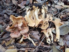 Cantharellus lewisii