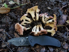 Cantharellus lewisii