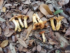 Cantharellus lewisii