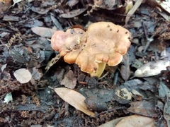Cantharellus lewisii