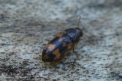 Litargus connexus