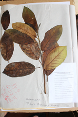 Ficus thonningii