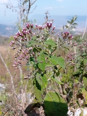 Vernonanthura oaxacana