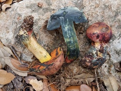 Suillellus hypocarycinus