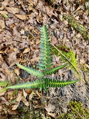 Arachniodes simplicior