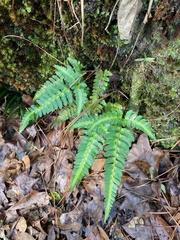 Arachniodes simplicior